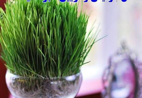 عکس سبزه عید سال ۱۴۰۳