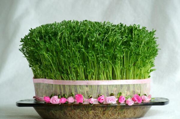عکس سبزه عید سال ۱۴۰۳
