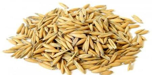 عکس شاخه جو
