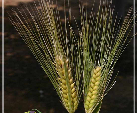 عکس شاخه جو