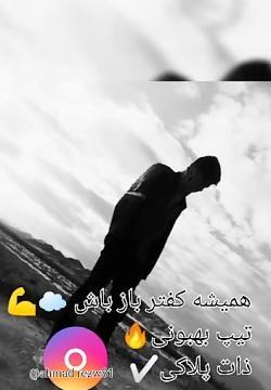 عکس لاتی کبوتر