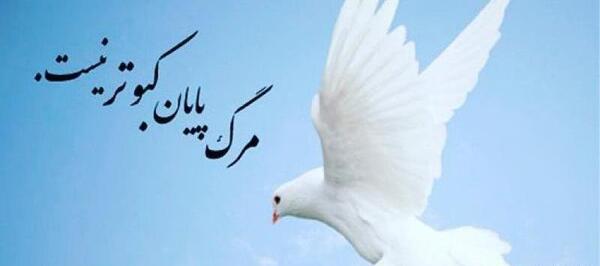 عکس لاتی کبوتر