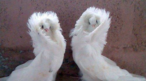 عکس لاتی کبوتر