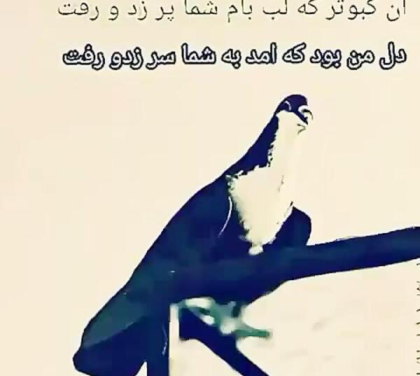 عکس لاتی کبوتر