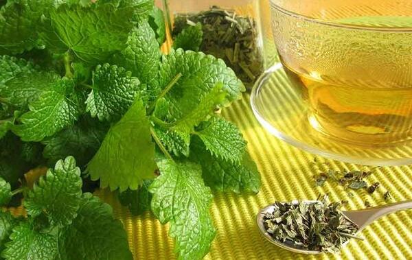 عکس چای نعناع