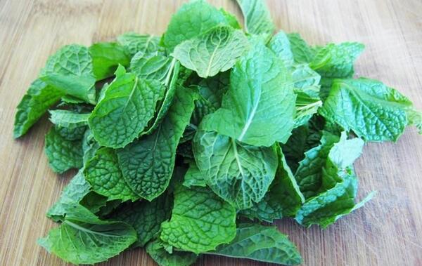عکس چای نعناع