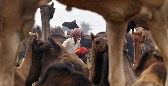 عکس شتر هندوستان