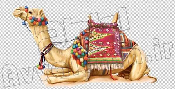 عکس شتر هندوستان