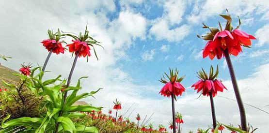 عکس تصاویر گل اشک مریم