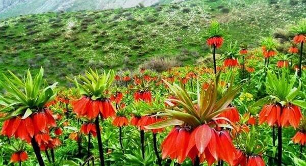 عکس تصاویر گل اشک مریم