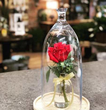عکس عاشقانه گل برای پروفایل