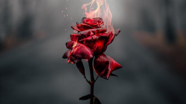 عکس گل رز در حال سوختن