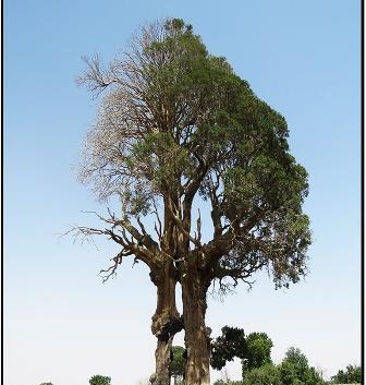عکس سجاد کهنسال