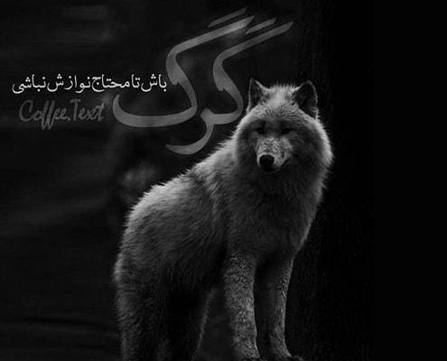 عکس گرگ فاز سنگین