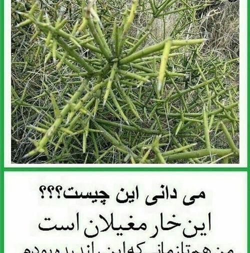 عکس صورت رقیه