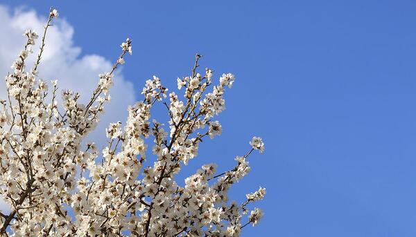 عکس شکوفه های بهاری طبیعی