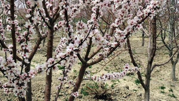عکس شکوفه های بهاری طبیعی