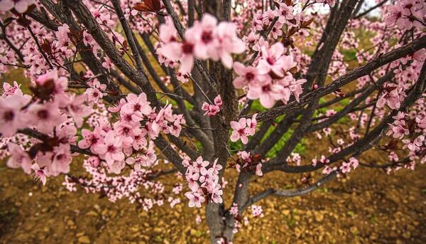 عکس شکوفه های بهاری طبیعی