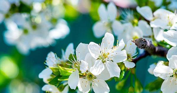 عکس شکوفه های بهاری طبیعی