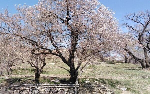 عکس شکوفه های بهاری طبیعی