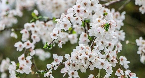 عکس شکوفه های بهاری طبیعی