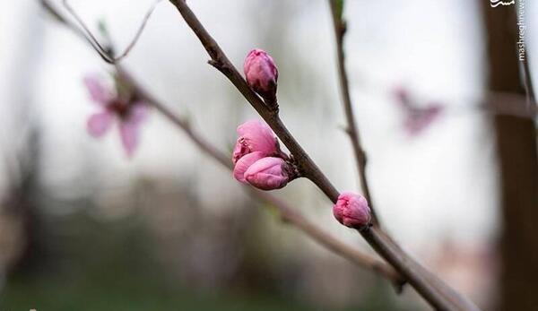 عکس شکوفه های بهاری طبیعی