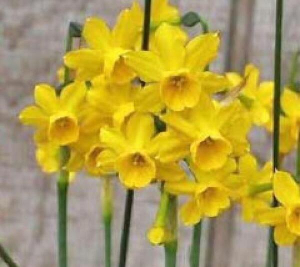 عکس گل نرگس وحشی