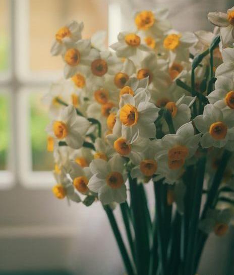 عکس گل نرگس وحشی
