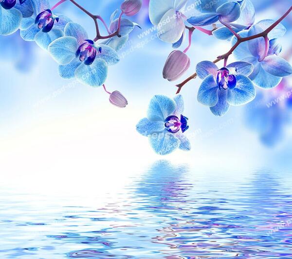 عکس شکوفه های آبی