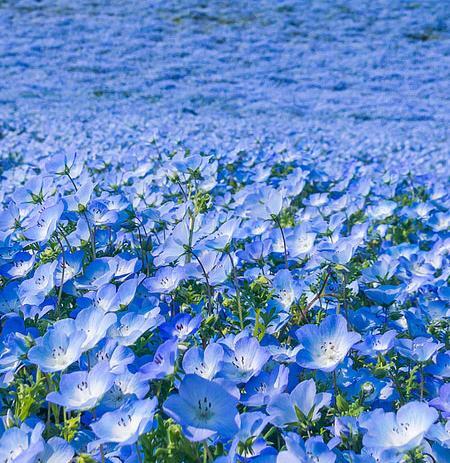 عکس شکوفه های آبی