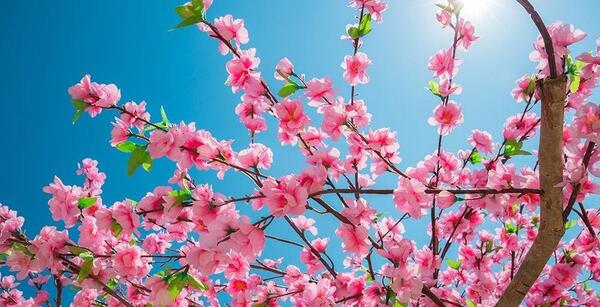 عکس شکوفه های آبی