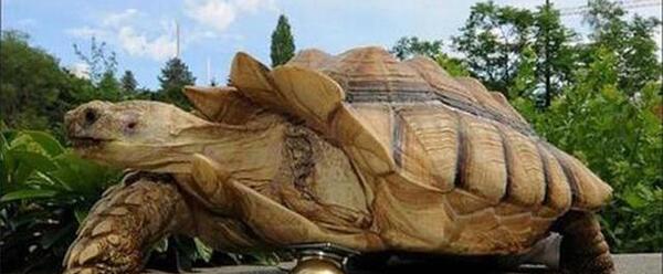 عکس یک لاک پشت
