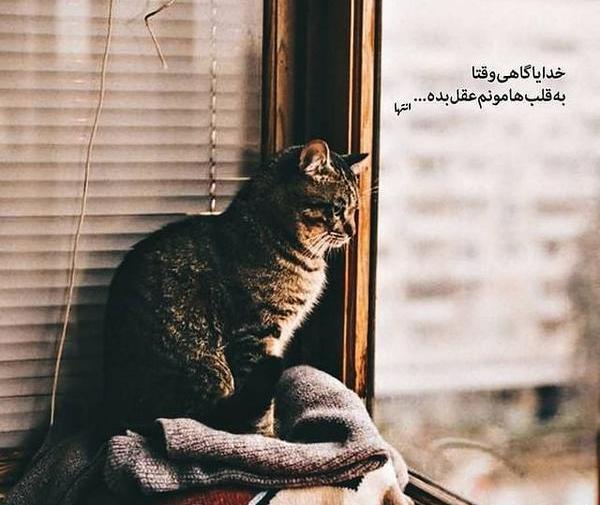 عکس نوشته غمگین گربه
