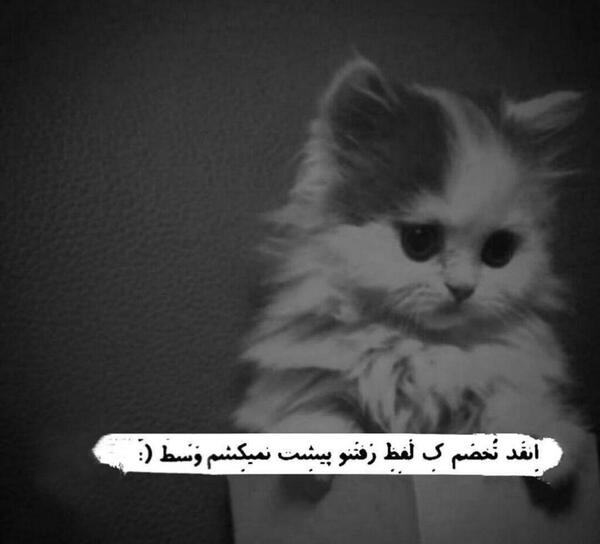 عکس نوشته غمگین گربه