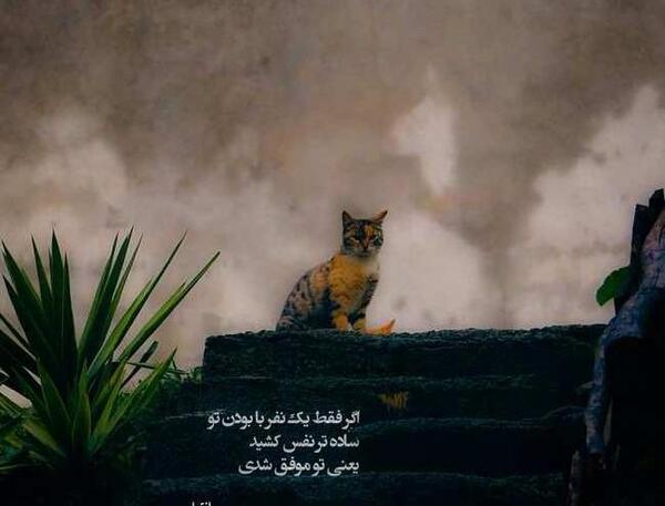 عکس نوشته غمگین گربه