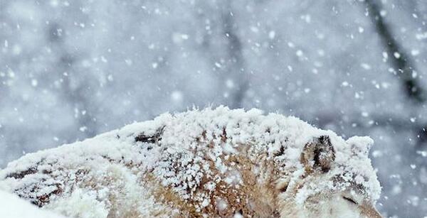 عکس گرگ سفید در برف