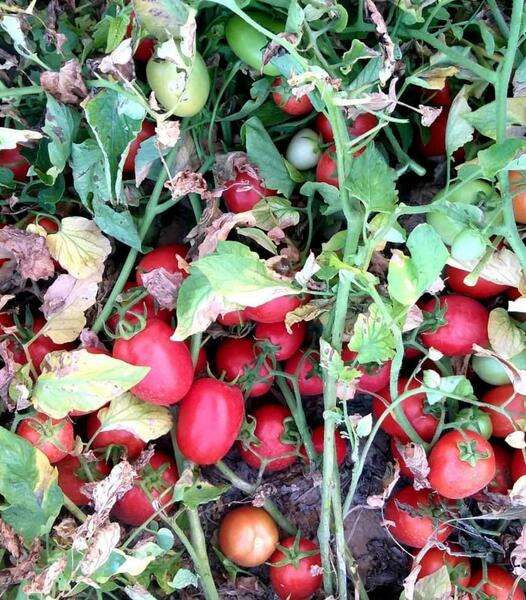 عکس گوجه سما