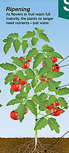 عکس گوجه سما