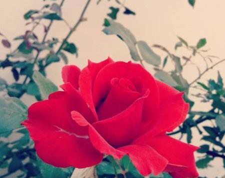 عکس فیک گل رز