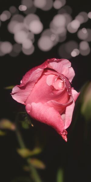 عکس گل رز قرمز غنچه