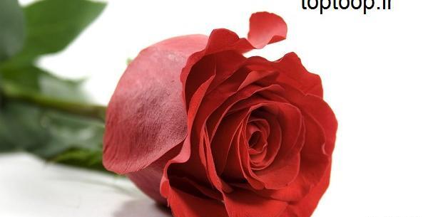 عکس گل رز قرمز غنچه