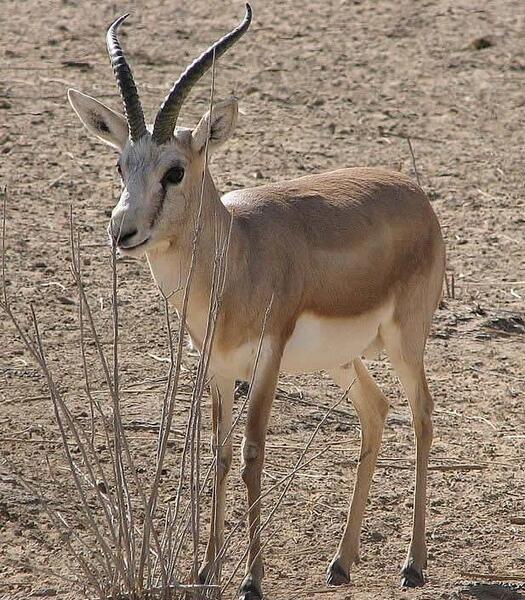 عکس اهو های ایران