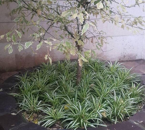 عکس گل گندمی