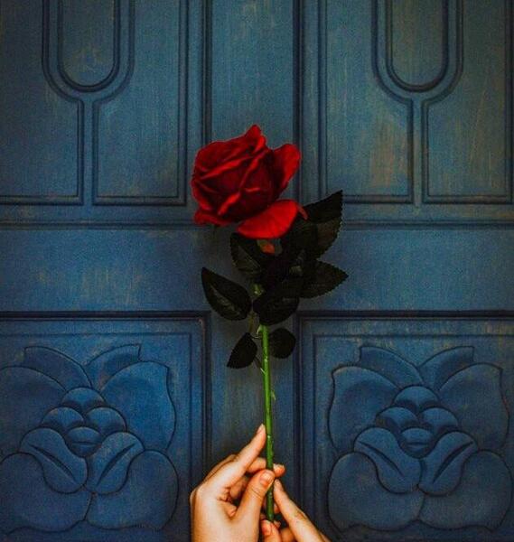 عکس شاخه گلهای زیبا