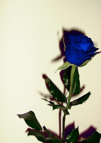 عکس شاخه گلهای زیبا