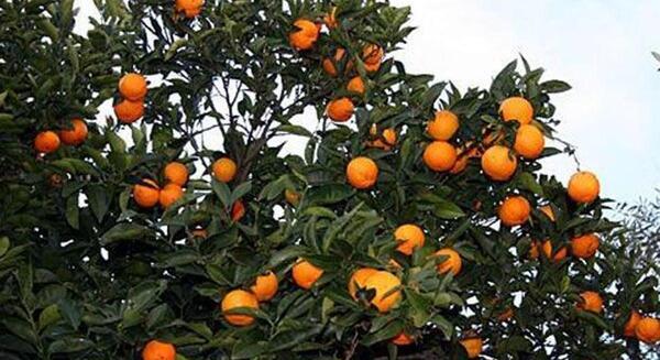 عکس شکوفه نارنگی