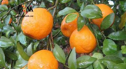 عکس شکوفه نارنگی