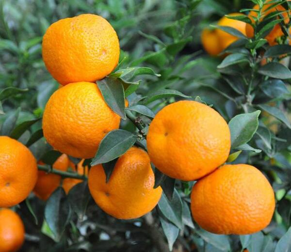 عکس شکوفه نارنگی