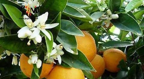 عکس شکوفه نارنگی