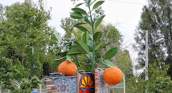 عکس شکوفه نارنگی